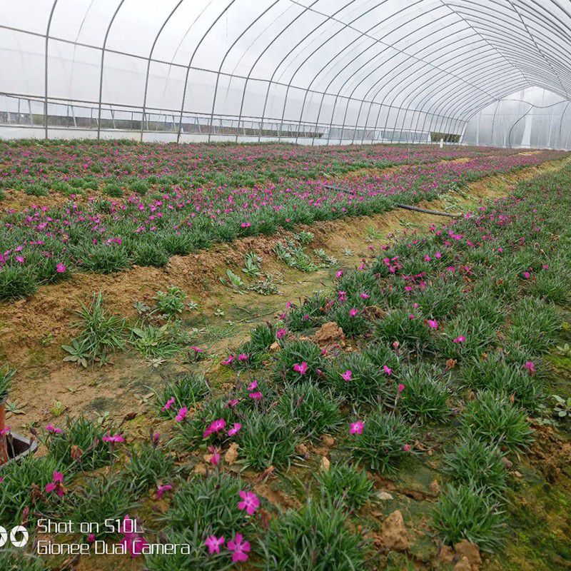 平昌花卉大棚